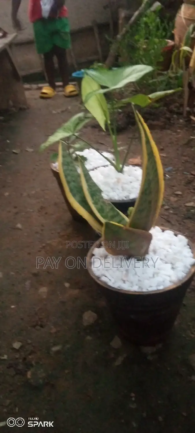 Indoor Clay Pots
