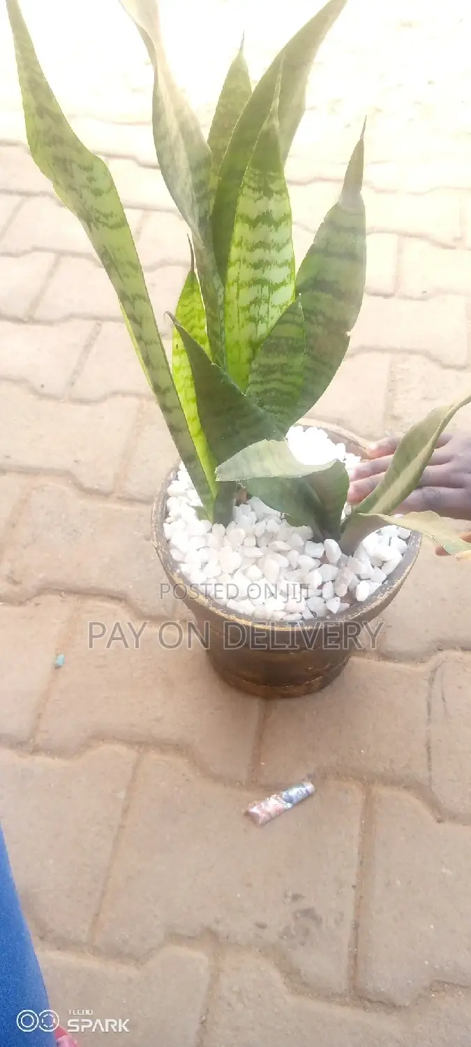 Indoor Clay Pots