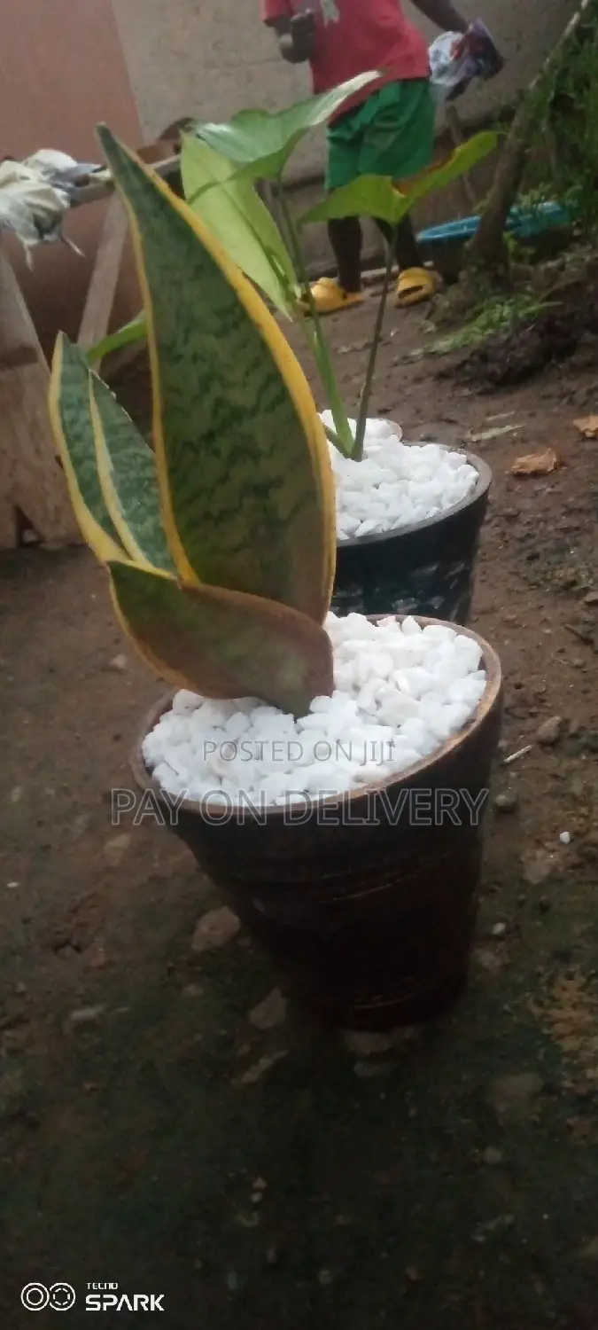 Indoor Clay Pots