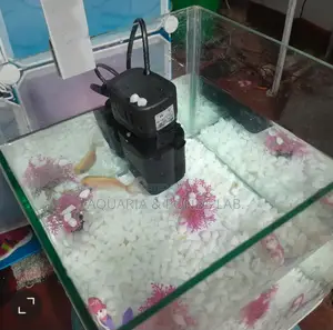 Cheap Desktop Aquarium
