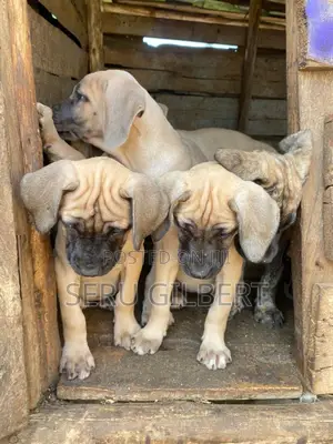 3-6 months Male Purebred Boerboel