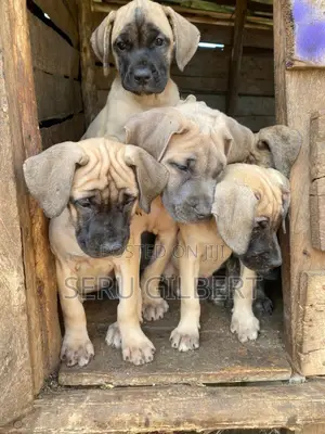 1-3 months Male Purebred Boerboel