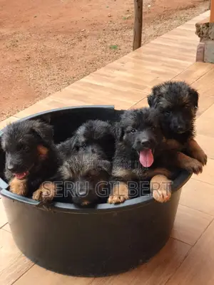 1-3 months Male Purebred German Shepherd