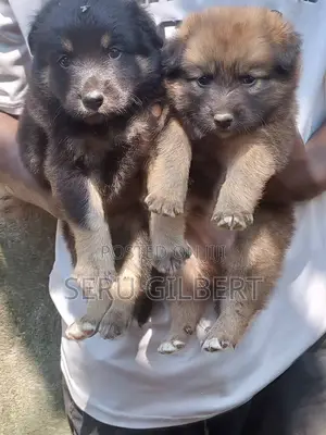 1-3 months Male Purebred German Shepherd