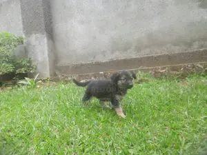 1-3 months Female Purebred German Shepherd