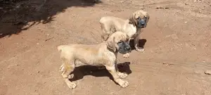 1-3 months Male Purebred Boerboel