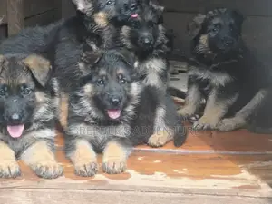 1-3 months Male Purebred German Shepherd