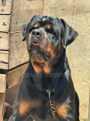 6-12 months Male Purebred Rottweiler