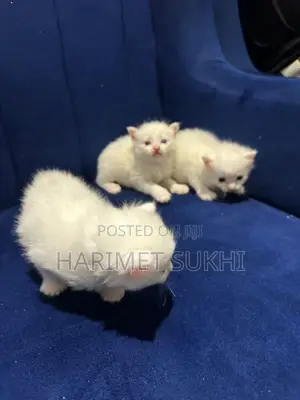 1-3 months Female Purebred Persian