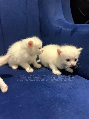 1-3 months Female Purebred Persian