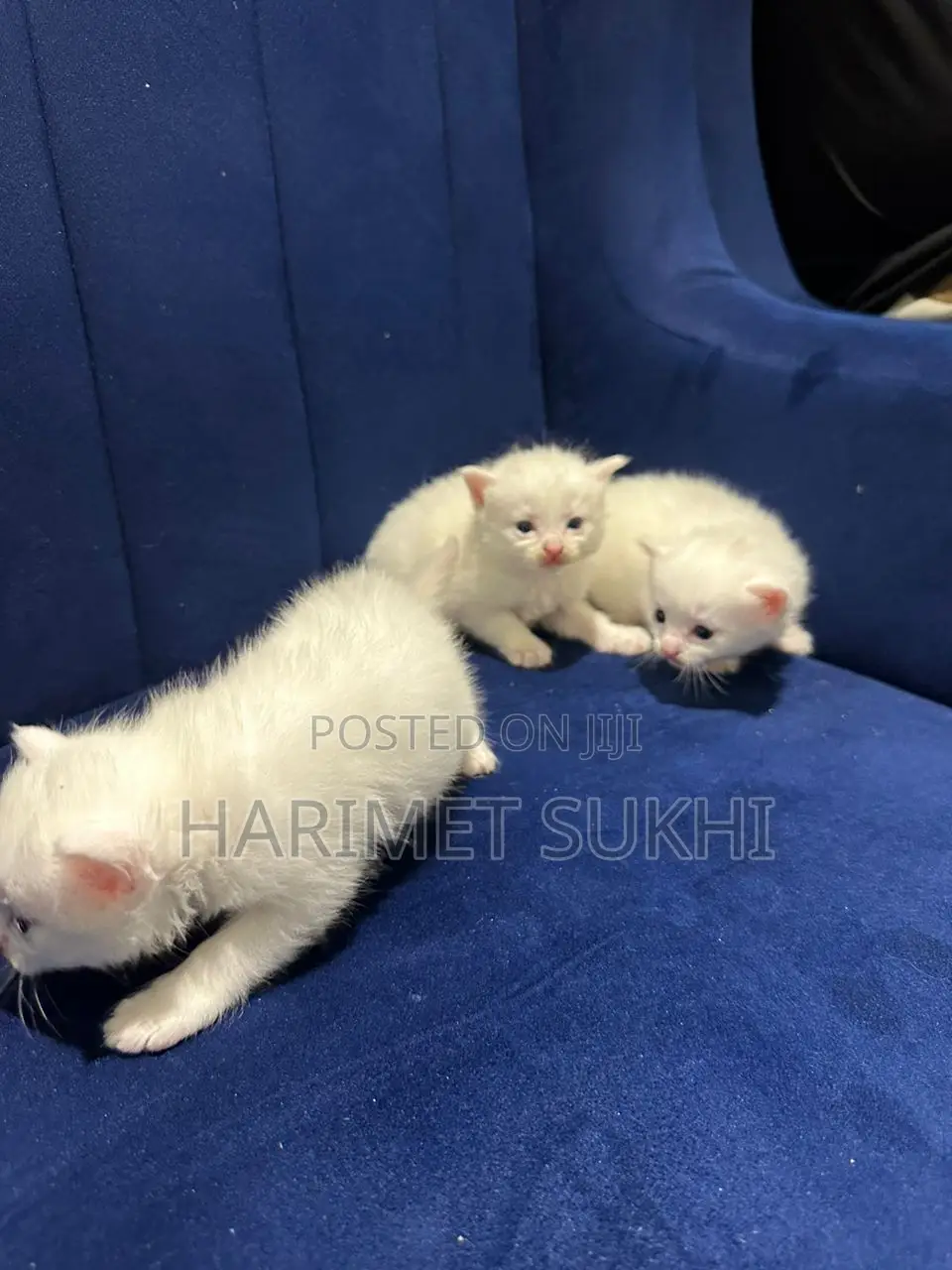 1-3 months Female Purebred Persian