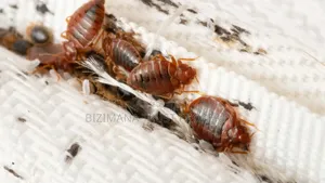 Bedbug Fumigation