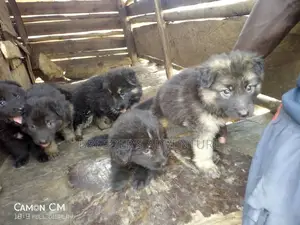 Young Male Purebred German Shepherd Dog
