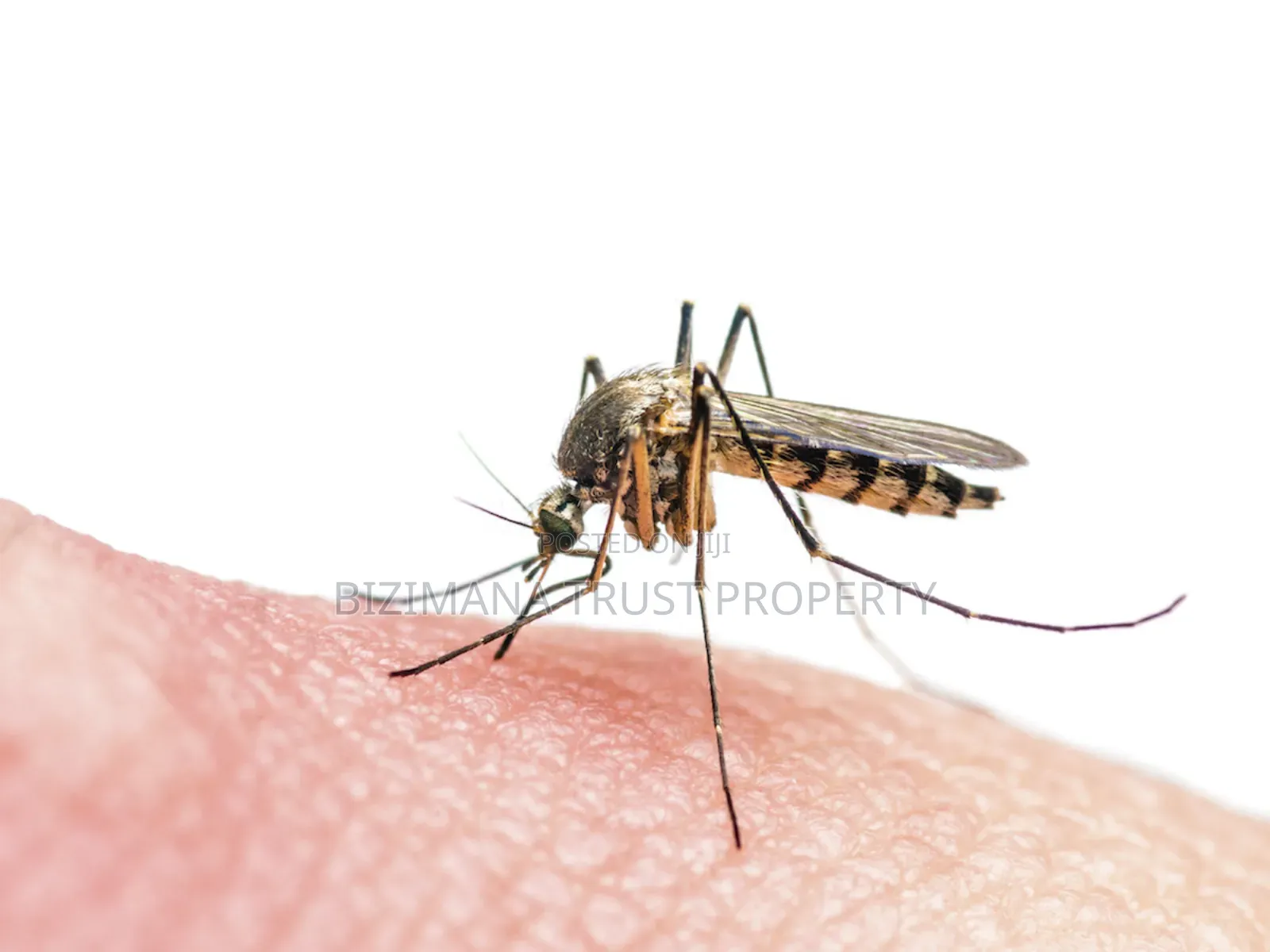 Mosquito Fumigation That Lasts for 12 Months.