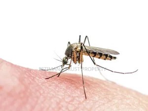 Mosquito Fumigation That Lasts for 12 Months.