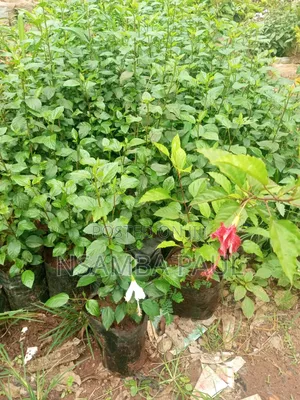 Hibiscus Flower
