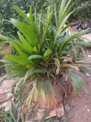 Oil Palm Tree