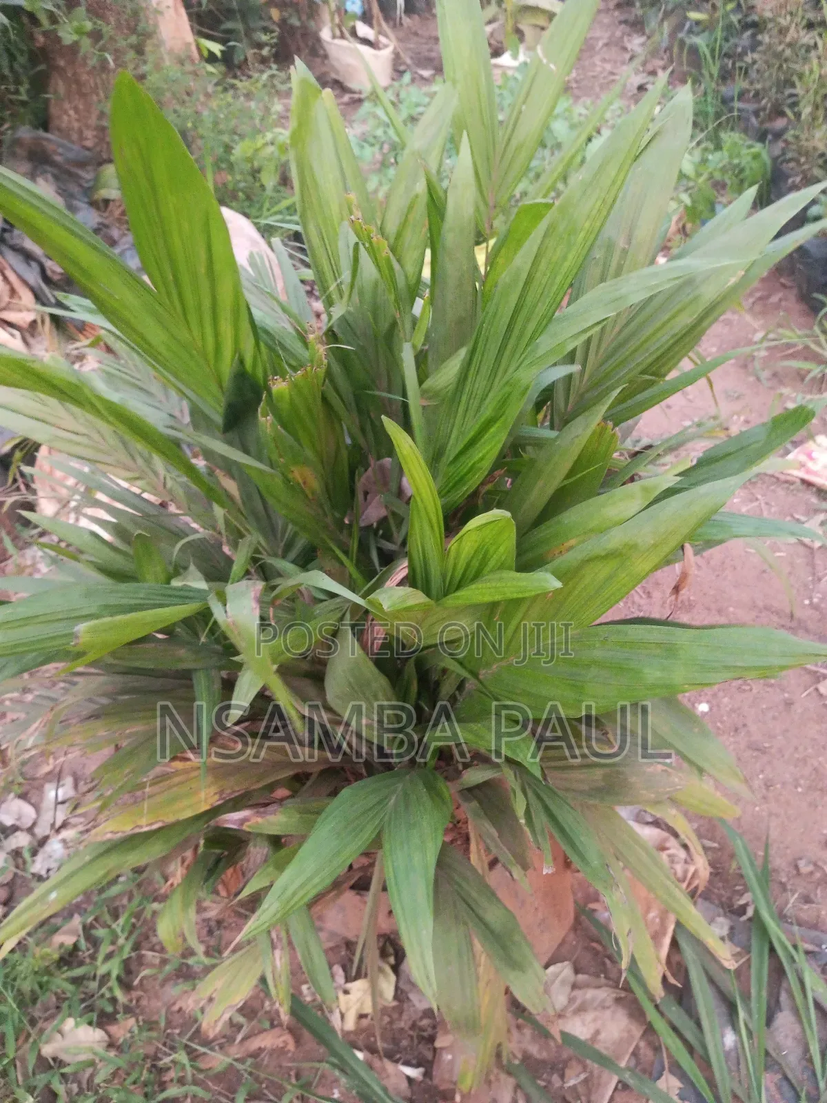 Oil Palm Tree