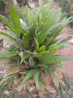 Oil Palm Tree