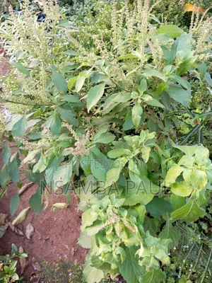 Omujaja,Remon Grass Omudarasini Cinnamon