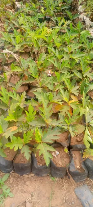Breadfruit