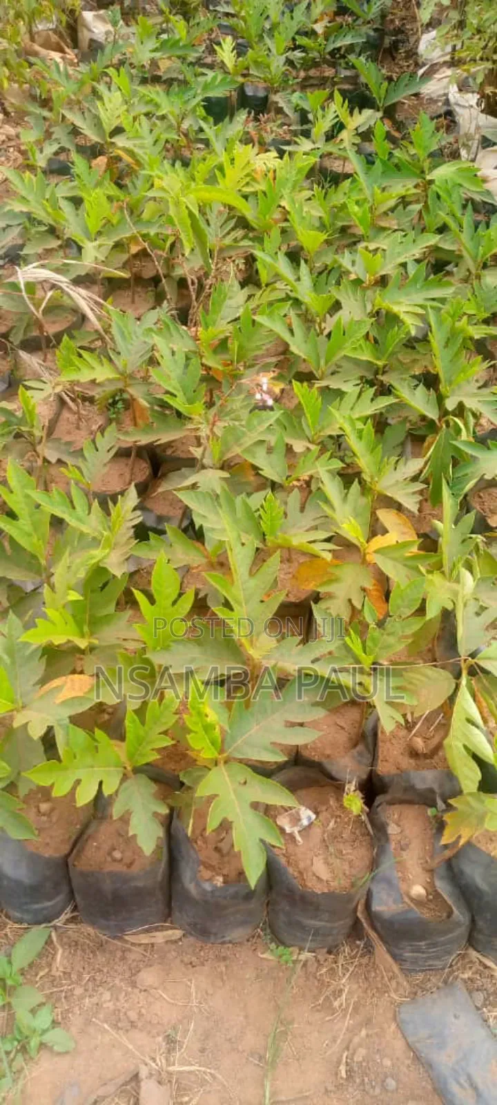 Breadfruit