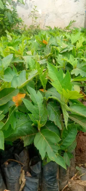 Breadfruit