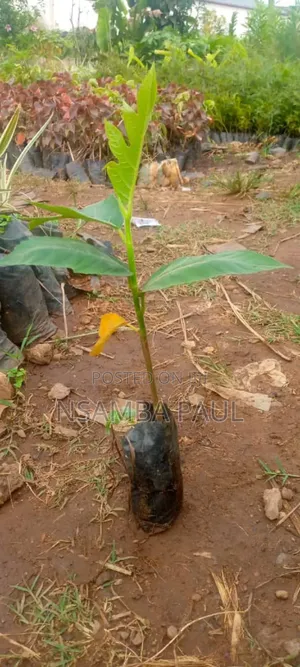 Breadfruit