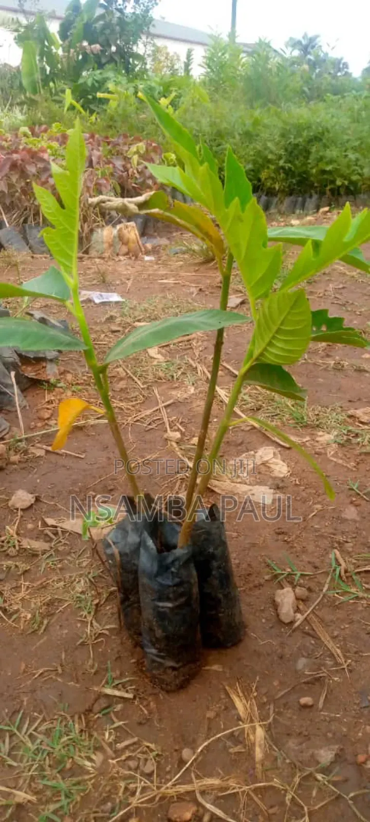 Breadfruit