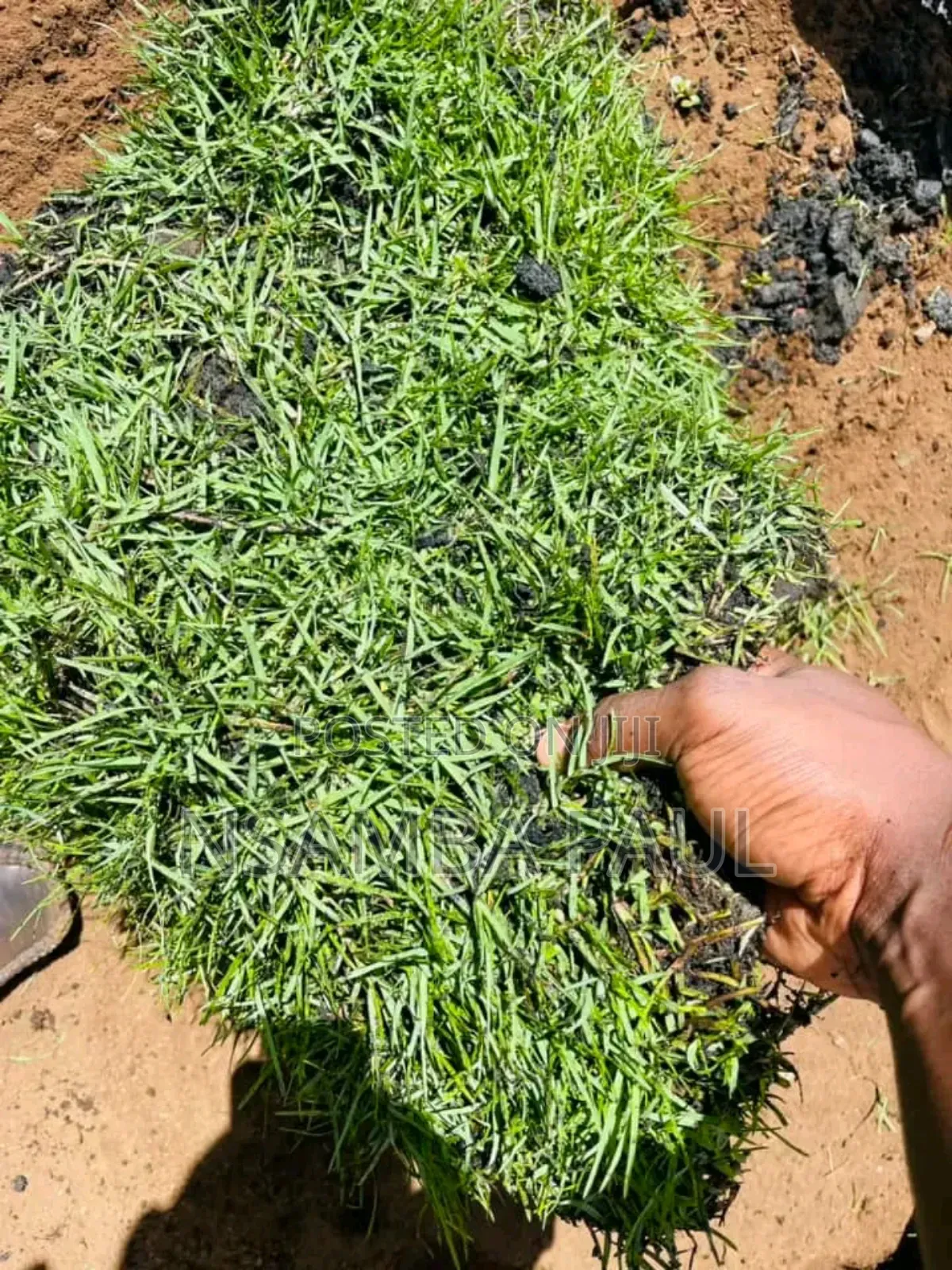 Are Good Grass