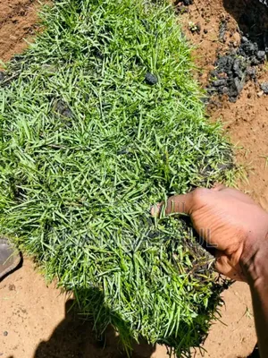 Are Good Grass