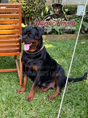 6-12 months Female Purebred Rottweiler