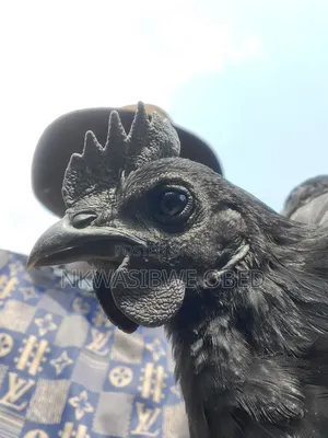 Ayam Cemani Chicken