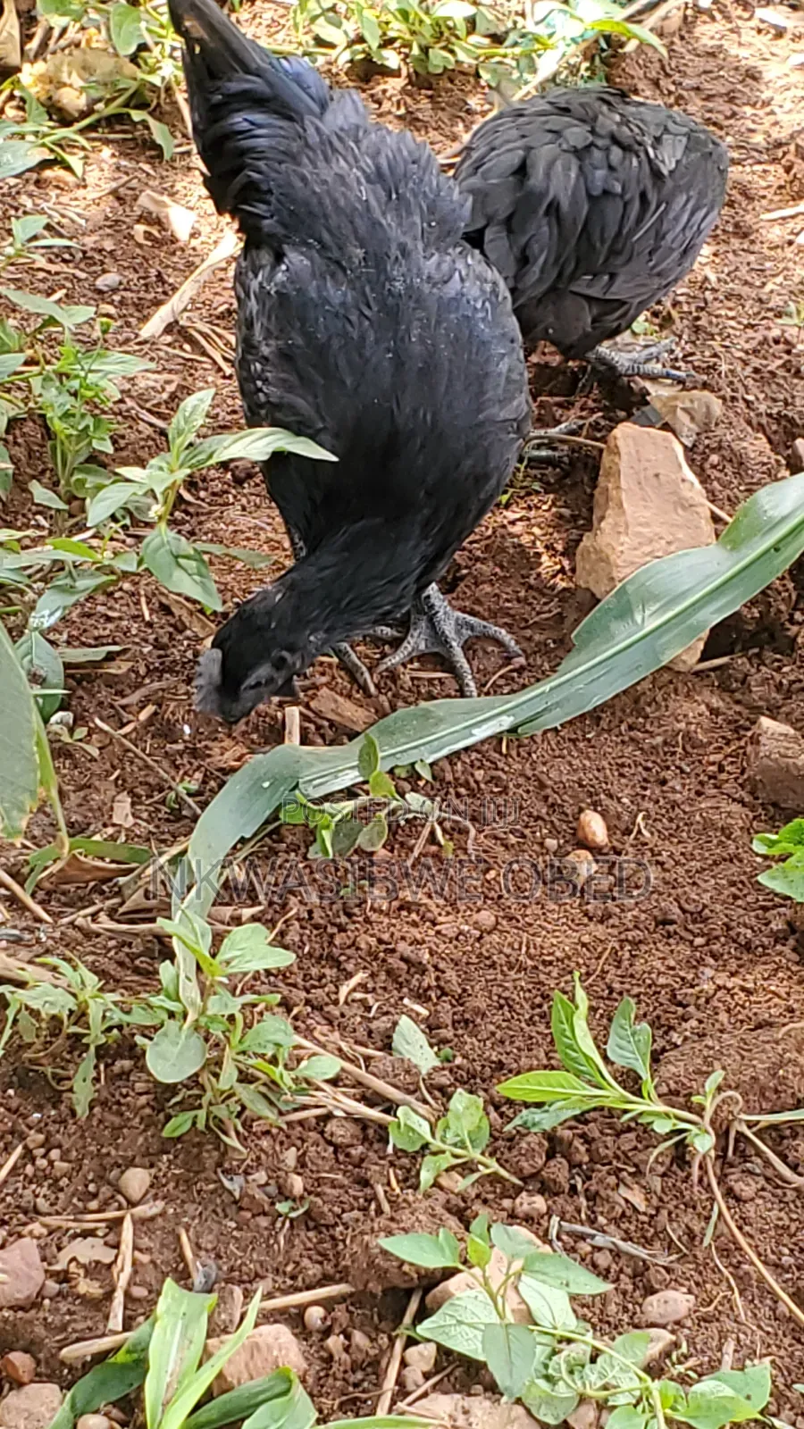 Ayam Cemani Chicken