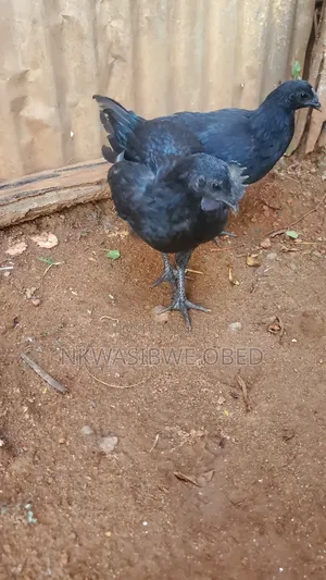 Ayam Cemani Chicken