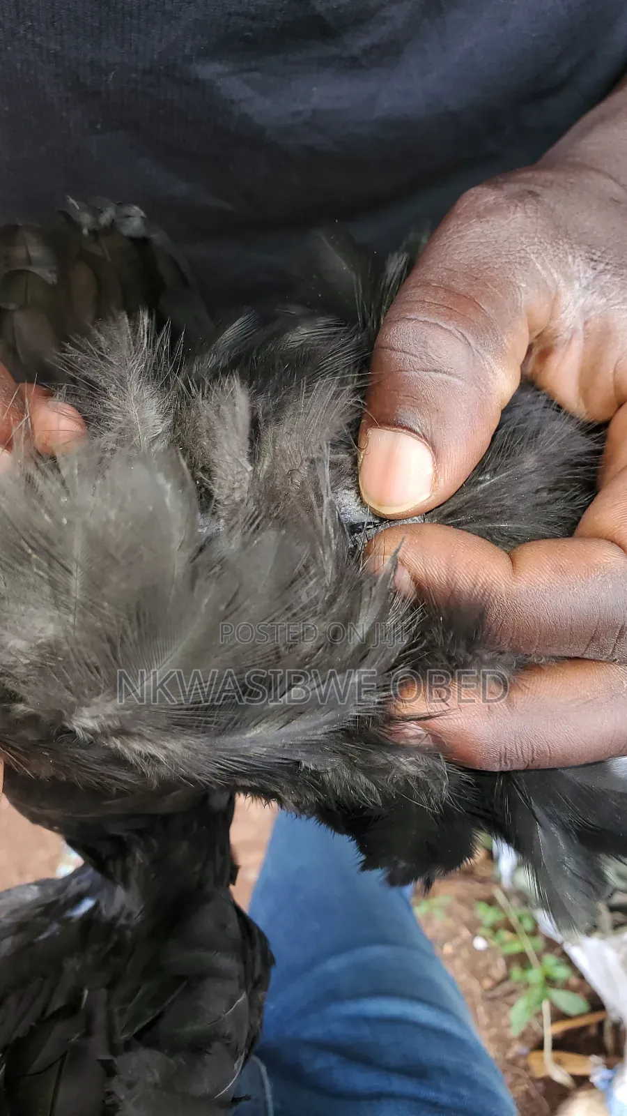 Ayam Cemani Chicken