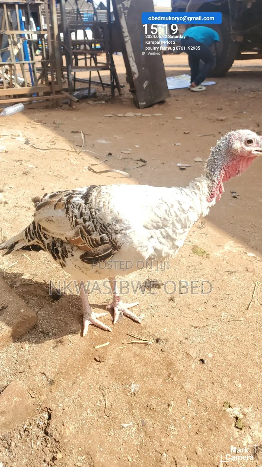 Laying Female Turkeys
