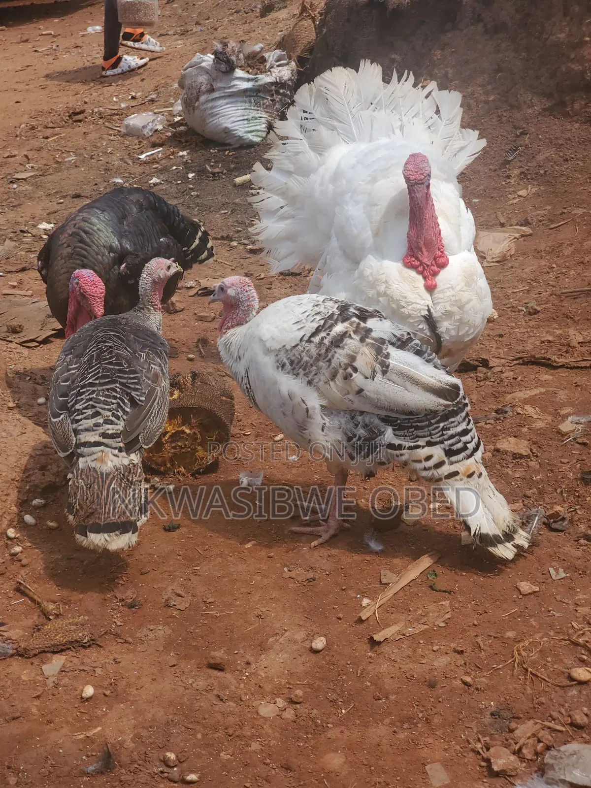Laying Female Turkeys