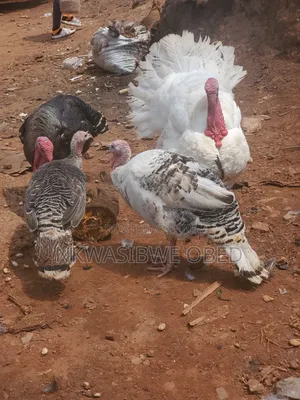 Laying Female Turkeys