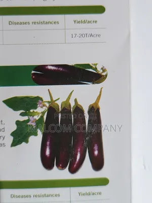 Egg Plants Arjani F1 5g Non Bacteria Wilt