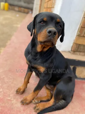 6-12 months Male Purebred Rottweiler