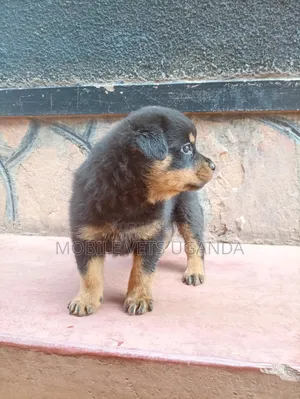 0-1 month Female Purebred Rottweiler