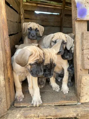 0-1 month Female Purebred Boerboel