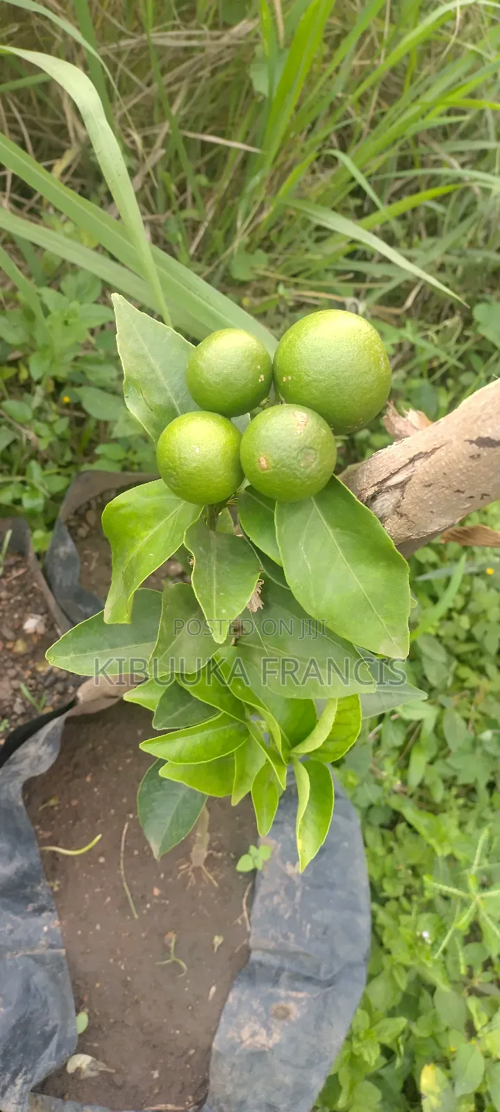 Pixie Orange Seedlings for Sale