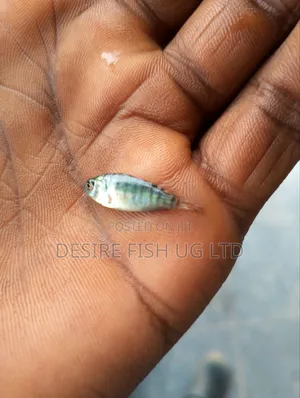 Tilapia Fingerlings