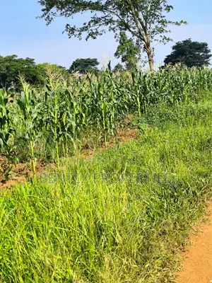 Fertile Land of 250 Acres 4 Sale in Luwero- Kakooge 9m Each