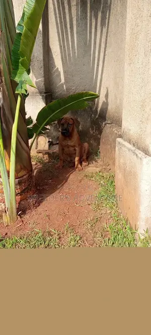 3-6 months Male Purebred Boerboel