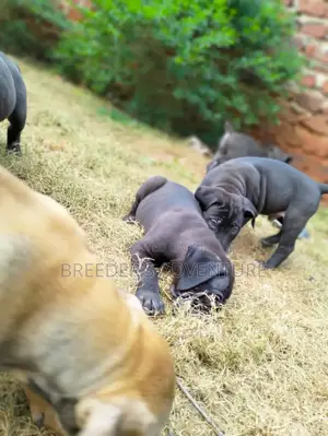 1-3 months Male Purebred Boerboel
