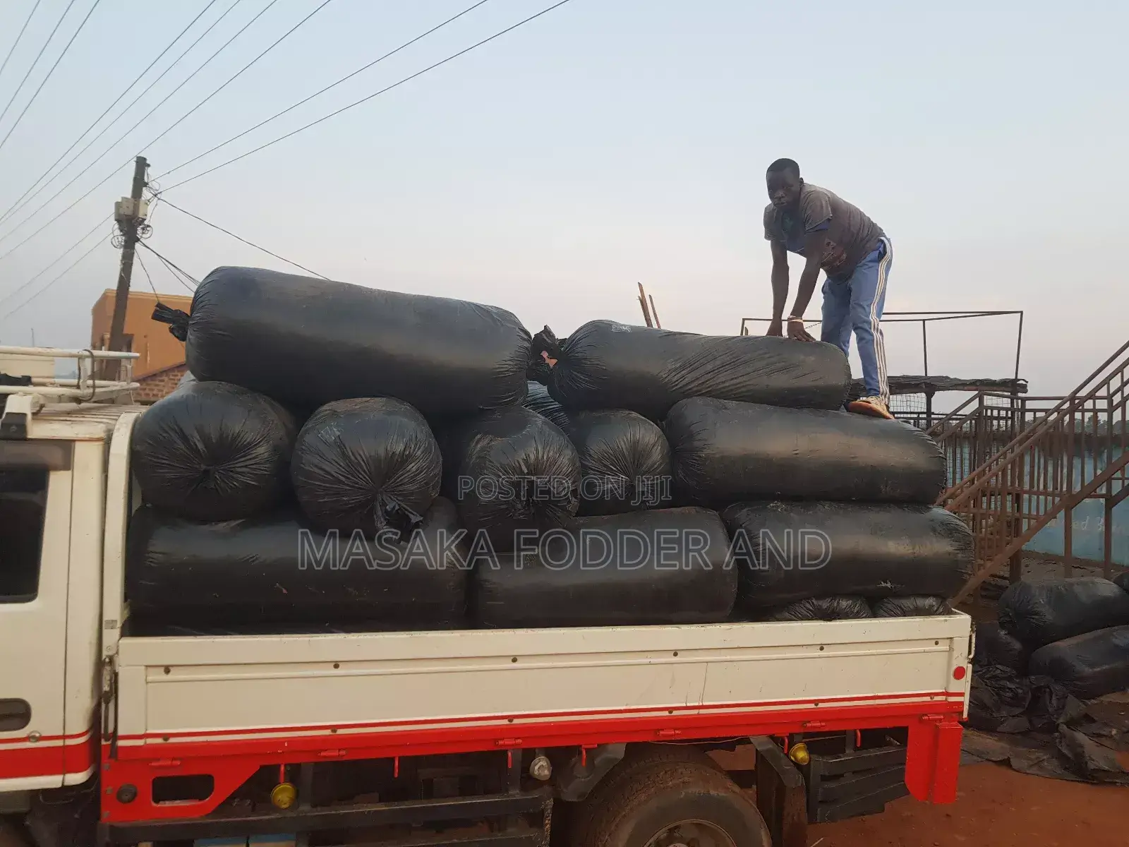 Maize Silage Chopped by Chopper