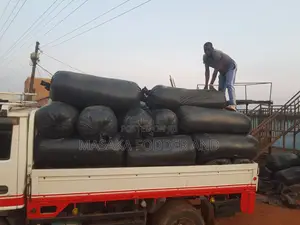 Maize Silage Chopped by Chopper